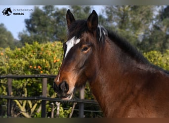 American Saddlebred, Mare, 6 years, 15.2 hh, Pinto
