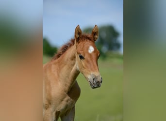 American Saddlebred, Mare, Foal (05/2023), 15.3 hh, Chestnut-Red