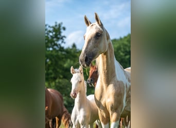 American Saddlebred, Mare, Foal (05/2025), 16 hh, Cremello
