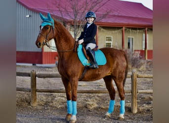 American Saddlebred, Merrie, 10 Jaar, 160 cm, Roodvos