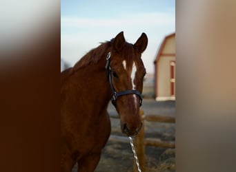 American Saddlebred, Merrie, 10 Jaar, 160 cm, Roodvos
