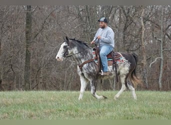 American Saddlebred, Ruin, 13 Jaar, 150 cm, Roan-Blue