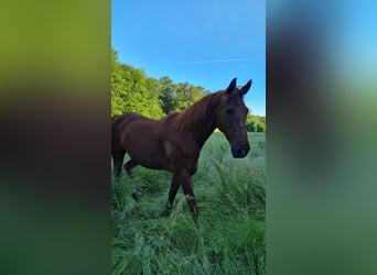 American Saddlebred, Ruin, 14 Jaar, 173 cm, Vos