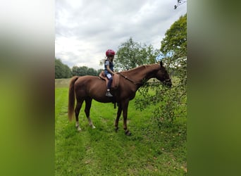 American Saddlebred, Ruin, 17 Jaar, 161 cm, Vos