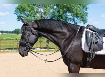 American Saddlebred Mix, Ruin, 6 Jaar, Zwart