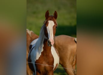 American Saddlebred, Stallion, 1 year, 16 hh, Pinto