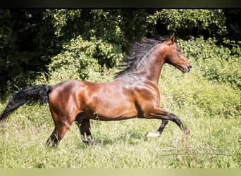 American Saddlebred, Stallion, 19 years, 15.3 hh, Bay-Dark