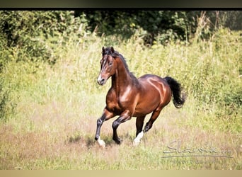 American Saddlebred, Stallion, 19 years, 15.3 hh, Bay-Dark