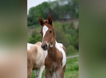American Saddlebred, Stallion, Foal (05/2023), 16 hh, Pinto