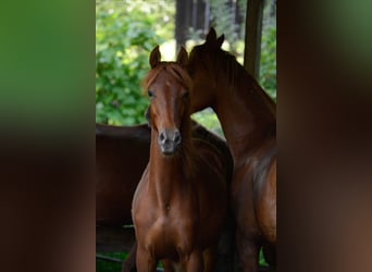 American Saddlebred, Sto, 2 år, 162 cm, fux