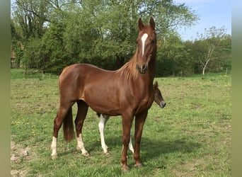 American Saddlebred, Stute, 20 Jahre, 149 cm, Fuchs