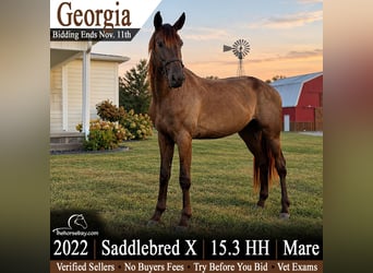 American Saddlebred Mix, Stute, 4 Jahre, 160 cm, Brauner