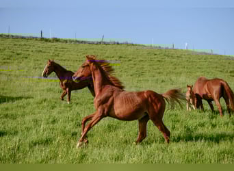 American Saddlebred, Stute, 4 Jahre, 160 cm, Fuchs