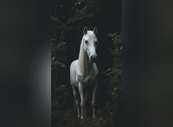 American Saddlebred Mix, Stute, 4 Jahre, 200 cm, Braunfalbschimmel