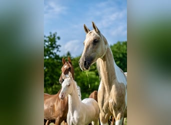 American Saddlebred, Stute, Fohlen (05/2025), 165 cm, Cremello American Saddlebred, Stute, Fohlen (05/2025), 165 cm, Cremello