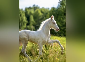 American Saddlebred, Stute, Fohlen (05/2025), 165 cm, Cremello American Saddlebred, Stute, Fohlen (05/2025), 165 cm, Cremello
