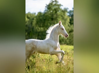 American Saddlebred, Stute, Fohlen (05/2025), 165 cm, Cremello American Saddlebred, Stute, Fohlen (05/2025), 165 cm, Cremello