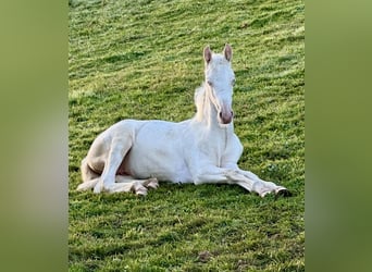 American Saddlebred, Stute, Fohlen (05/2025), 165 cm, Cremello American Saddlebred, Stute, Fohlen (05/2025), 165 cm, Cremello