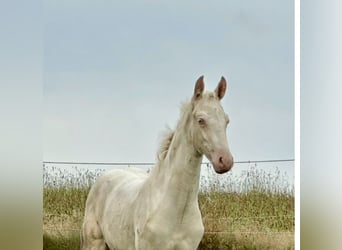American Saddlebred, Stute, Fohlen (05/2025), 165 cm, Cremello
