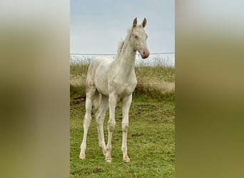 American Saddlebred, Stute, Fohlen (05/2025), 165 cm, Cremello