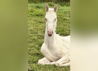 American Saddlebred, Stute, Fohlen (05/2025), 165 cm, Cremello American Saddlebred, Stute, Fohlen (05/2025), 165 cm, Cremello