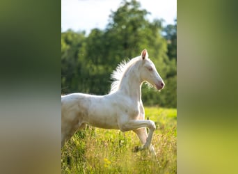 American Saddlebred, Stute, Fohlen (05/2025), 167 cm, Cremello