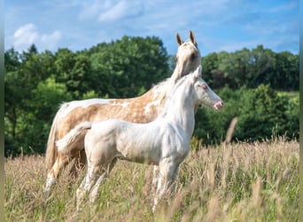 American Saddlebred, Stute, Fohlen (05/2025), 167 cm, Cremello