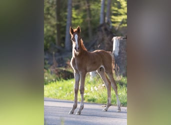 American Saddlebred, Valack, 5 år, 165 cm, fux