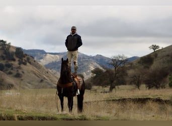 American Saddlebred, Wałach, 10 lat, 150 cm