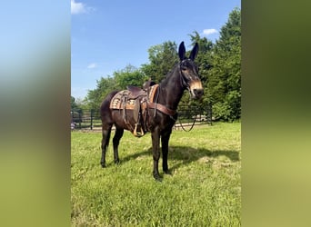 American Saddlebred, Wałach, 13 lat, 155 cm, Kara