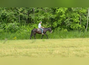 American Saddlebred, Wałach, 14 lat, 155 cm