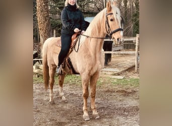 American Saddlebred, Wałach, 22 lat, 162 cm, Bułana