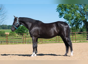 American Saddlebred Mix, Wałach, 6 lat, Kara