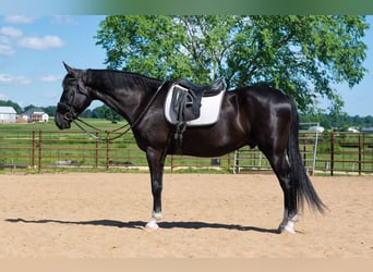 American Saddlebred Mix, Wałach, 6 lat, Kara