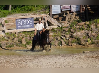American Saddlebred Mix, Wałach, 6 lat, Kara