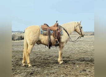 American Saddlebred, Wałach, 13 lat, 132 cm, Izabelowata