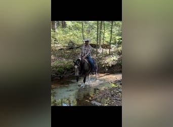 American Saddlebred, Wałach, 14 lat, 142 cm, Jelenia