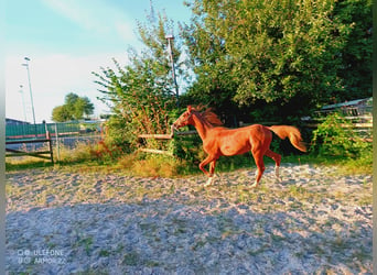 American Saddlebred, Wałach, 1 Rok, 160 cm, Kasztanowata