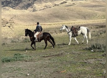 American Saddlebred, Wałach, 9 lat, 150 cm, Gniada