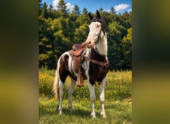 American Saddlebred, Wallach, 4 Jahre, 145 cm, Rappe