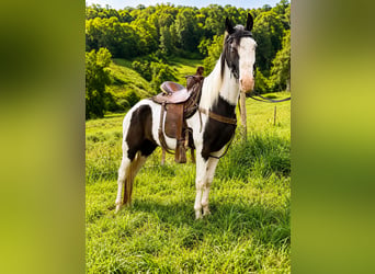 American Saddlebred, Wallach, 4 Jahre, 145 cm, Rappe
