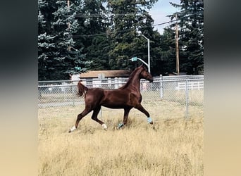 American Saddlebred, Wallach, 4 Jahre, 163 cm, Fuchs