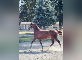 American Saddlebred, Wallach, 4 Jahre, 163 cm, Fuchs
