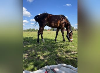 American Standardbred, Castrone, 7 Anni, 156 cm, Baio