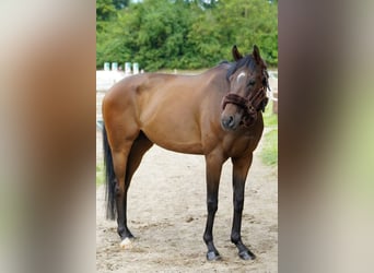 American Standardbred, Castrone, 8 Anni, 166 cm, Baio