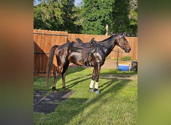 American Standardbred, Gelding, 11 years, 15 hh, Bay-Dark