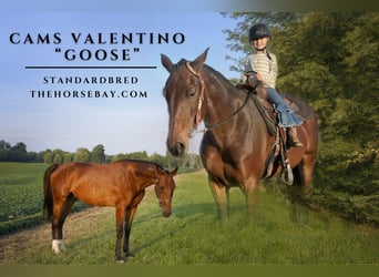 American Standardbred, Gelding, 12 years, 16,2 hh, Bay