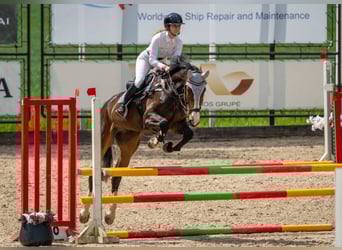 American Standardbred, Gelding, 6 years, 16.3 hh, Bay-Dark