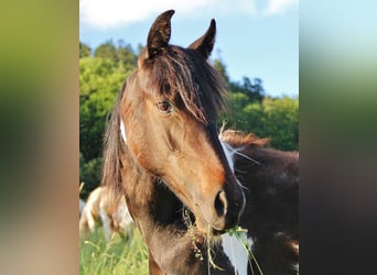 American Standardbred, Giumenta, 1 Anno, 160 cm, Pezzato