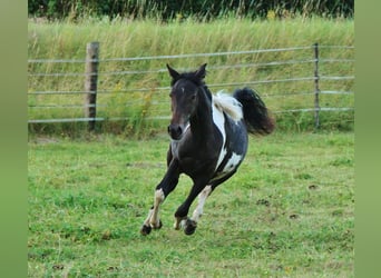 American Standardbred Mix, Giumenta, 1 Anno, 160 cm, Pezzato